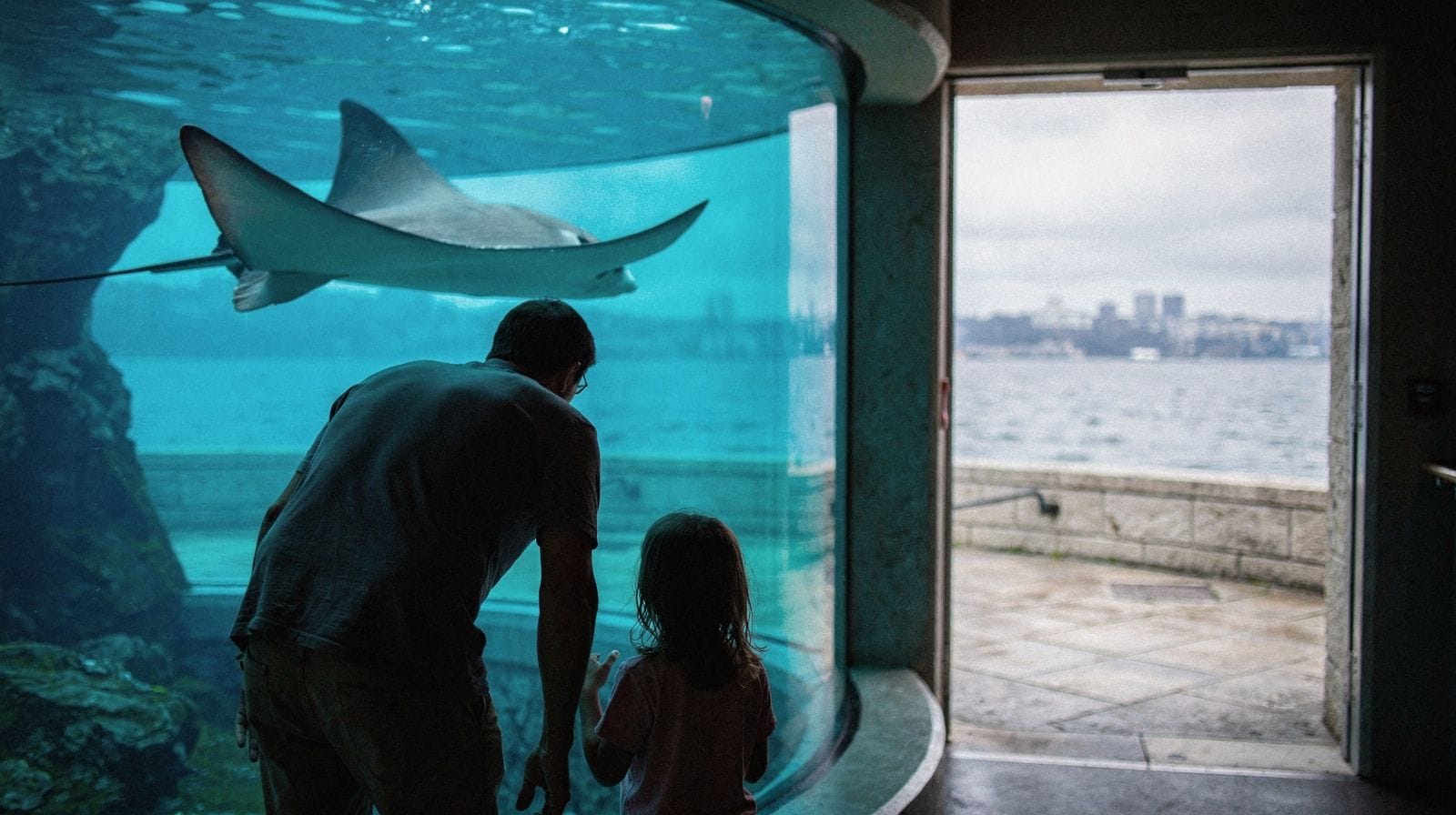Shedd Aquarium : à quoi s'attendre sur le Museum Campus